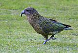 Kea